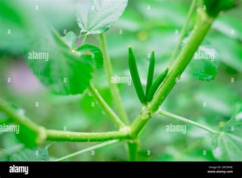 pinay mallow|Jute Mallow or Saluyot Production .